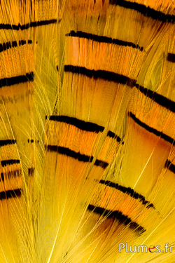 Faisan doré - 4-6 cm - orange doré-jaune